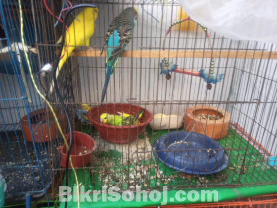 বাজিগার পাখি